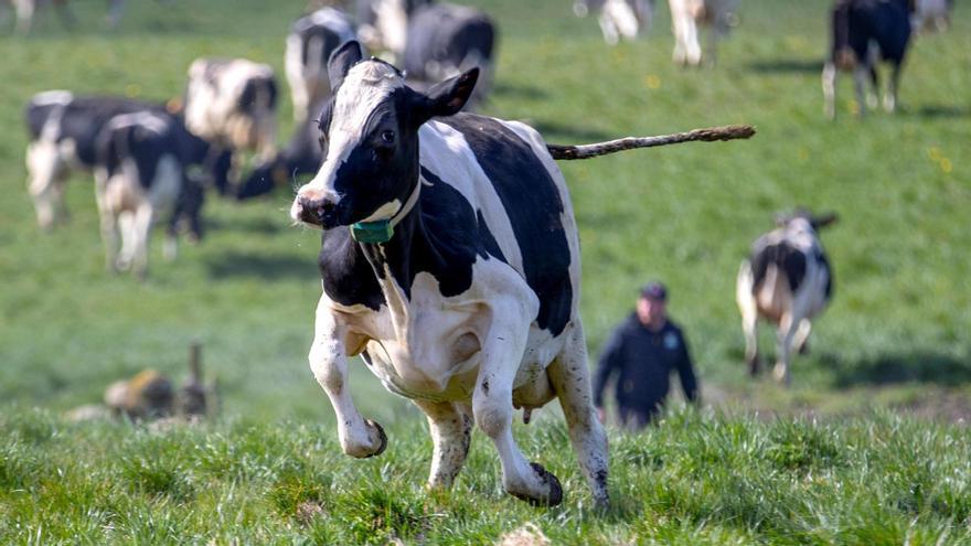 Vacas frisonas, la base del sector lácteo en las comarcas compostelanas y el resto de Galicia