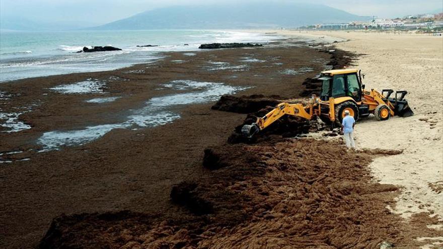 Un alga asiática provoca una crisis medioambiental en el Estrecho