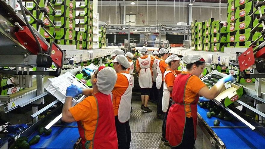 Andalucía lidera el sector &quot;agro&quot; en España al aportar la quinta parte de la producción y del empleo