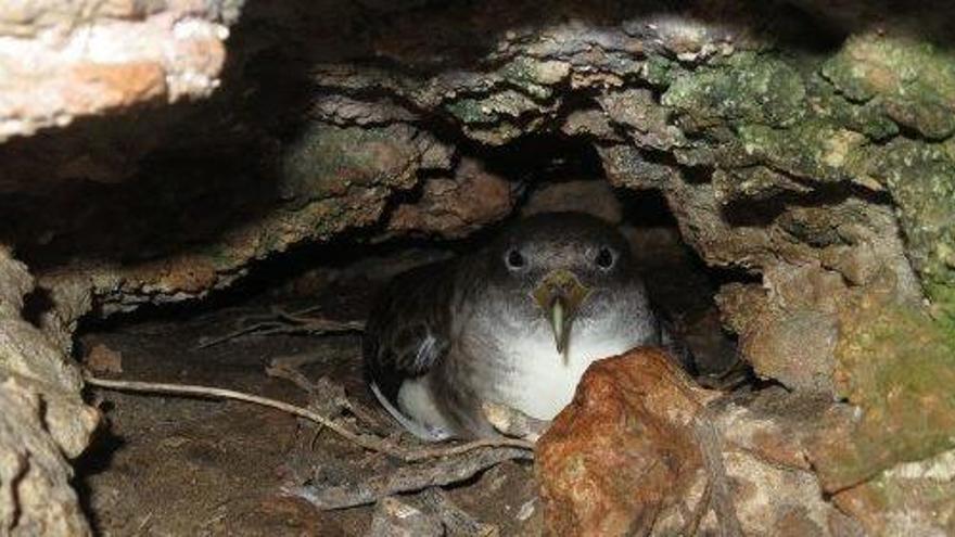 El &#039;virot petit&#039; es una de la aves marinas más amenazadas de Europa y y su mayor hábitat de cría está en la Mola.