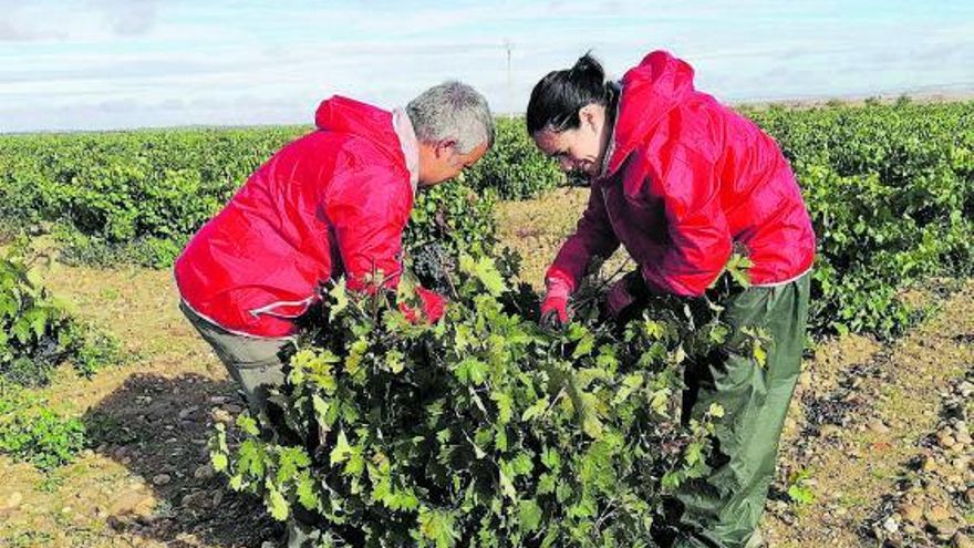 Dos viticultores de la Denominación de Origen Toro recolectan uvas.