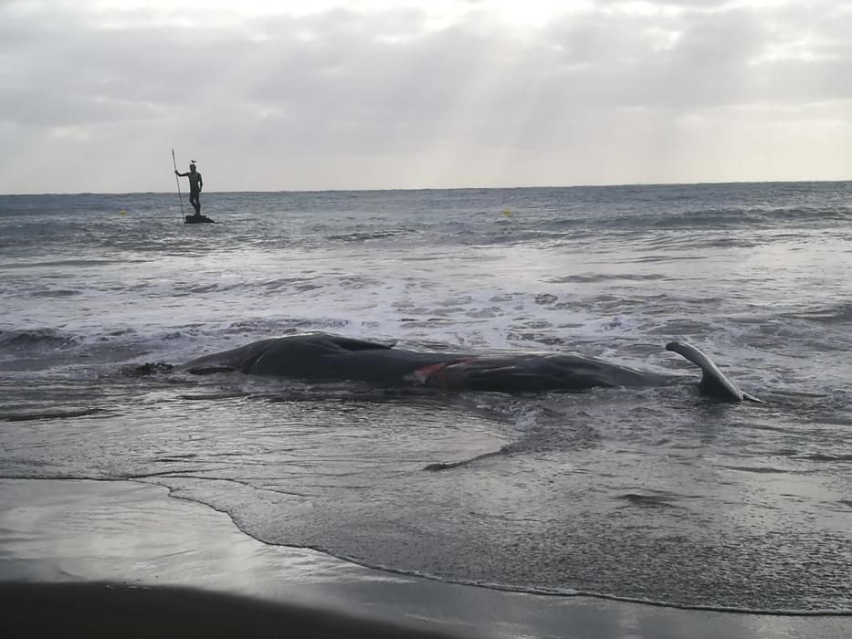 Un cachalote aparece muerto en la playa de Melenara