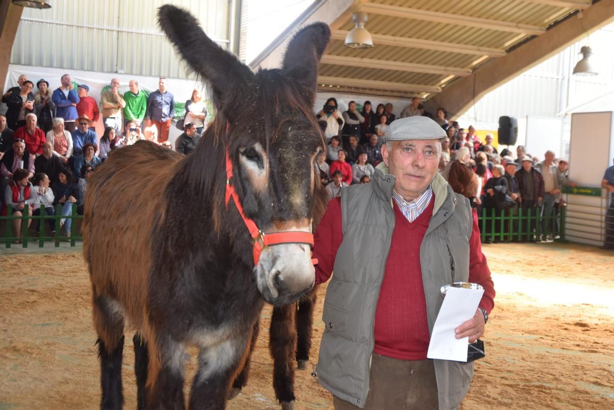 Un alistano muestra un burro zamorano-leonés en la feria de San Vitero