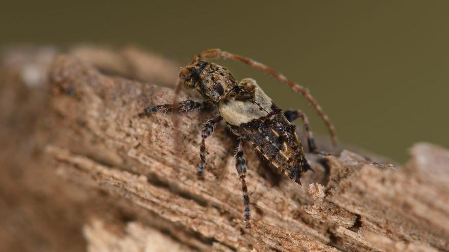 Descubren en Málaga un insecto que solo se ha visto cuatro veces en España