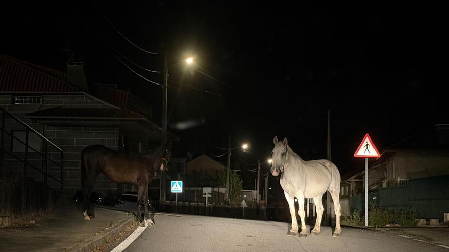Caballos sueltos en Domaio