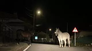Caballos sueltos en Domaio