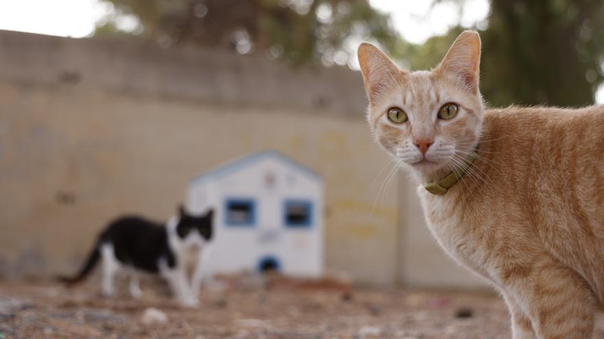 Una ordenanza regulará las colonias felinas ante la proliferación de gatos en Cartagena