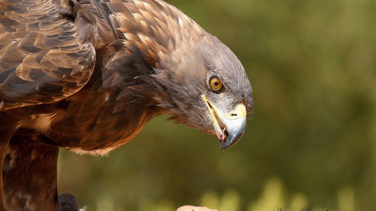 Expectación por comprobar las crías de las 25 parejas de águila real en la  provincia de Alicante - Información