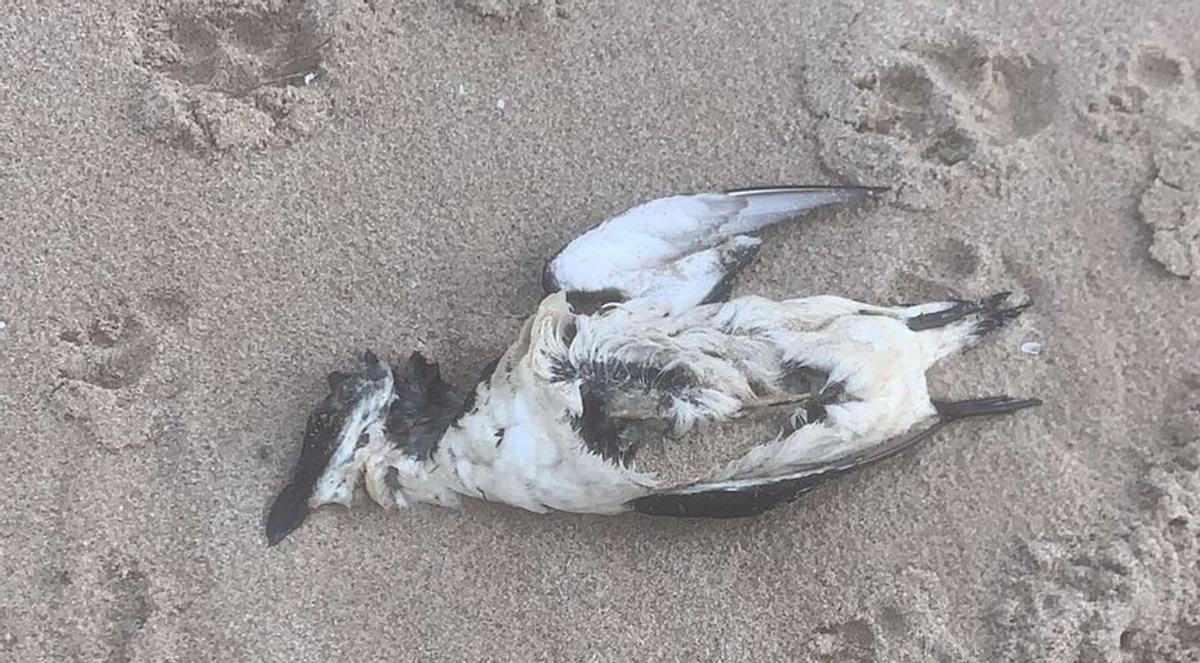 La costa suecana se llena de aves propias del Atlántico Norte muertas