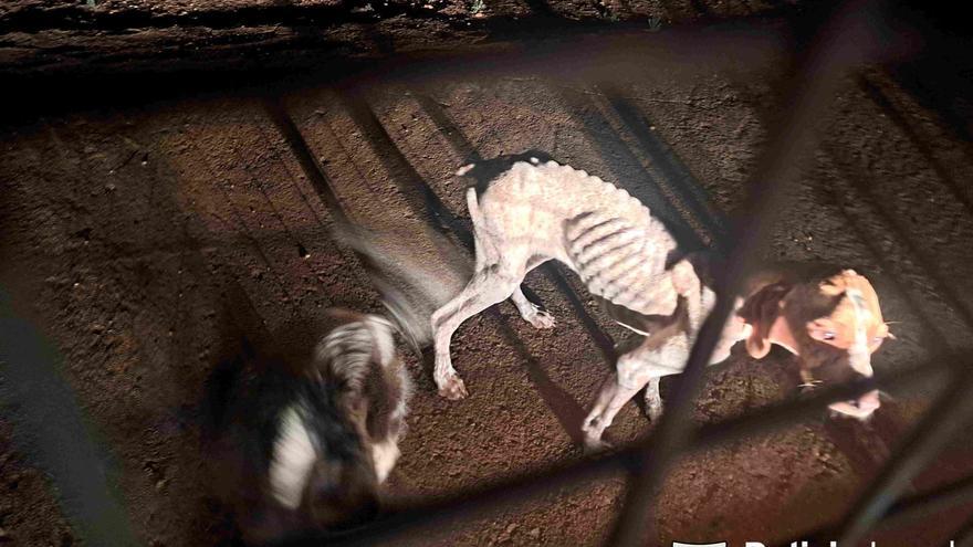 La federación de Caza condena el maltrato a unos perros en Manacor