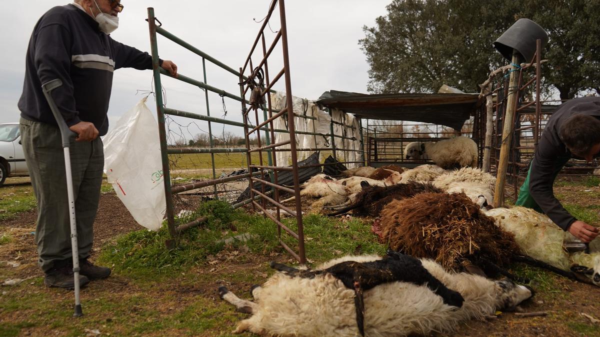 El ganadero Miguel García observa las ovejas muertas