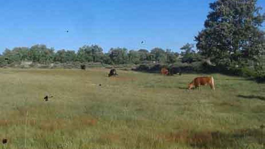 Vacas pastando en una finca de Fornillos de Fermoselle.