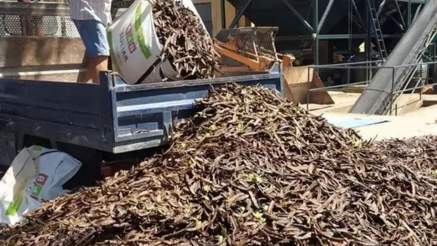 El aumento de la cosecha augura otra bajada de precios de la algarroba en Mallorca