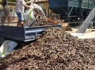 El aumento de la cosecha augura otra bajada de precios de la algarroba en Mallorca