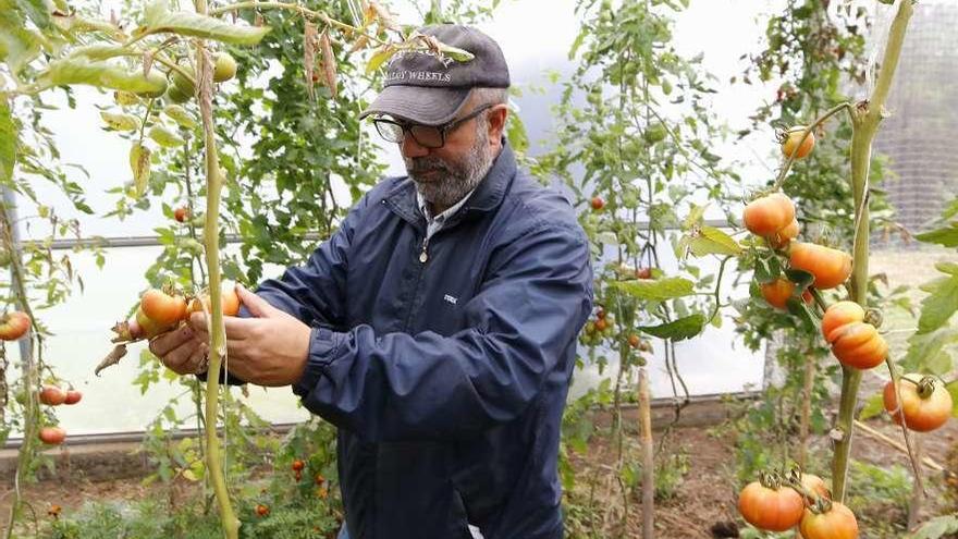 Manuel Rodríguez revisa los tomates dentro del invernadero de Alborada en Cabral. // Alba Villar