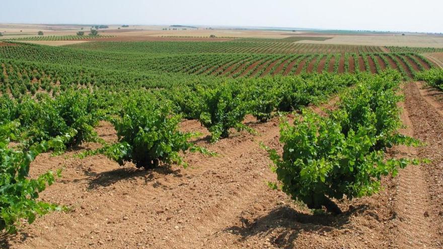 Un viñedo en la campiña zamorana