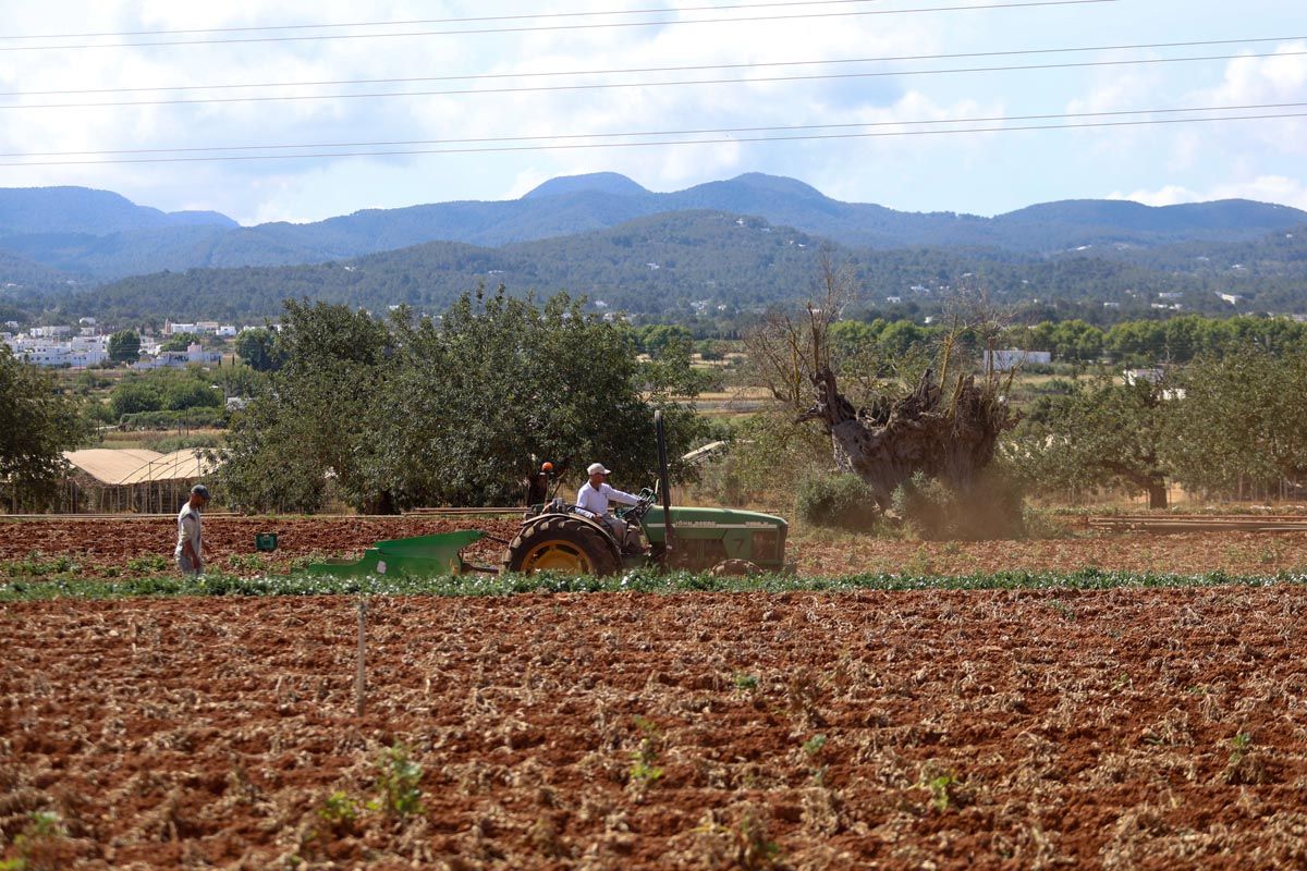 Galería: Los productores de Ibiza recogerán 2,7 millones de kilos de patata en 2025