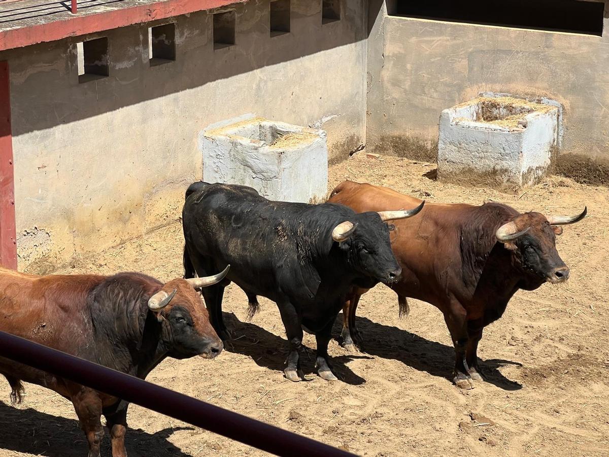 Toros de Domingo Hernández que se lidarán esta tarde en Los Califas.