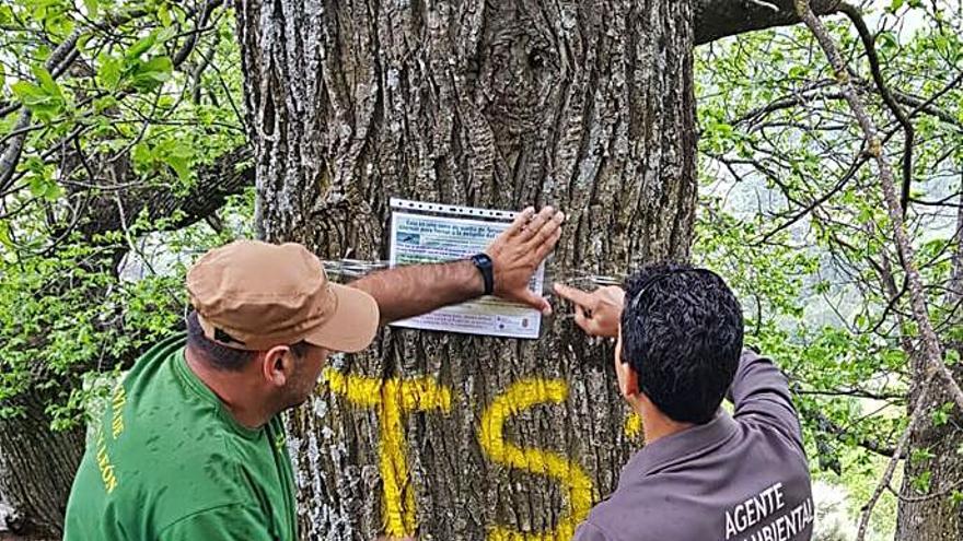 Marcaje de un árbol tras soltar el torymus. | Ch. S.