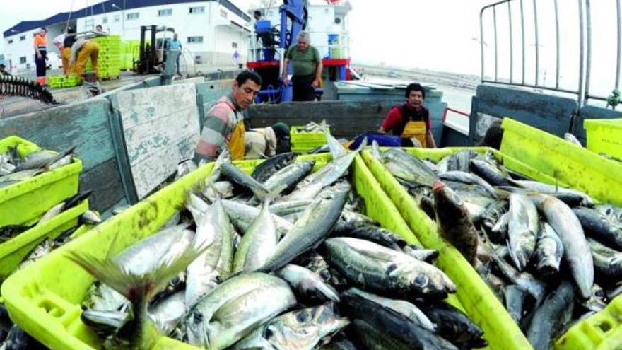 Descarga de pescado en un puerto gallego.  // Iñaki Abella