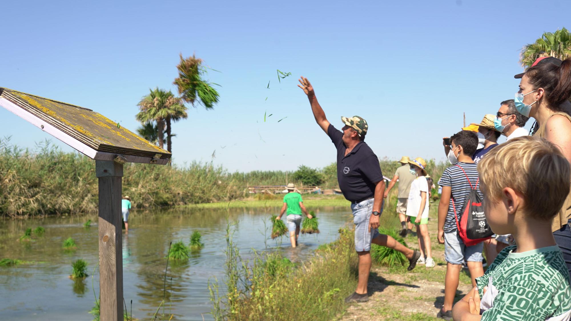 Turismo arrocero: así se puede conocer cómo se planta el arroz de l'Albufera