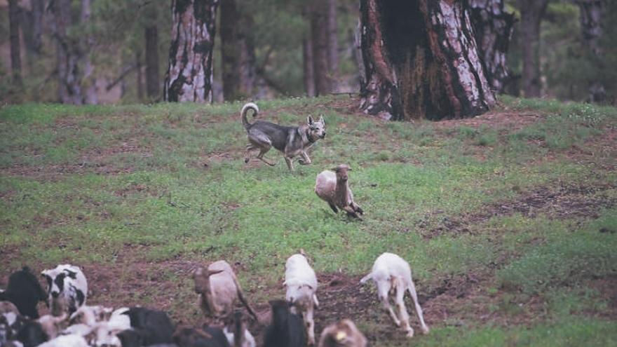 El lobo herreño es el perro que tienen los pastores de El Hierro para trabajar con las ovejas.