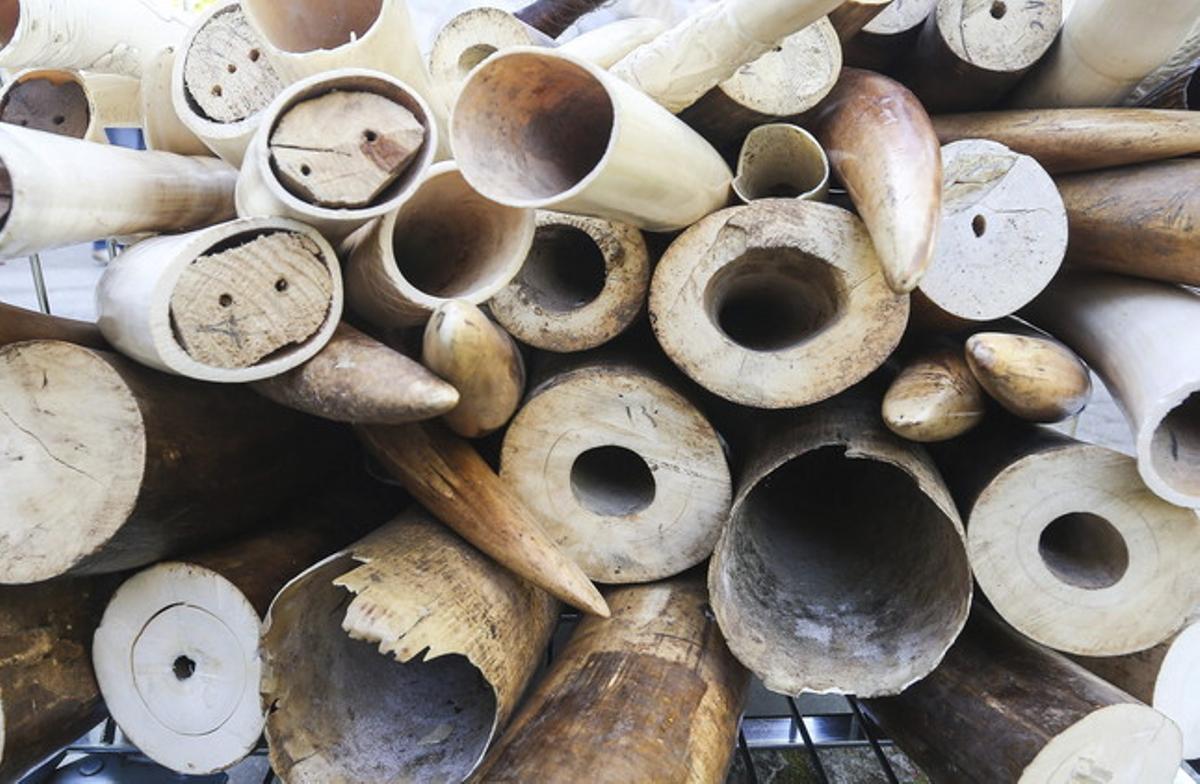 Marfil procedent del tràfic il·legal i la matança d’elefants. Marfil procedent del tràfic il·legal i la matança d’elefants.