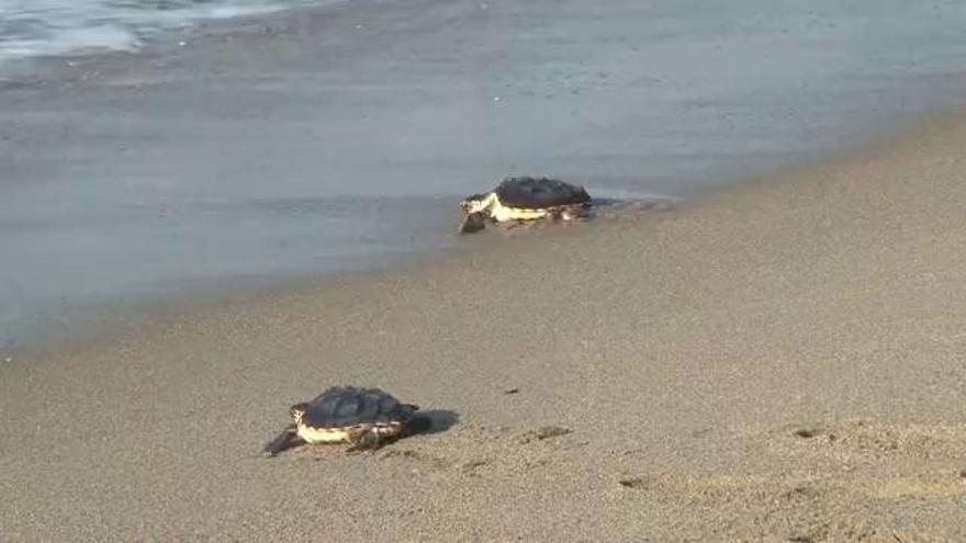 El CRAM allibera 12 tortugues careta a la platja de Castelldefels