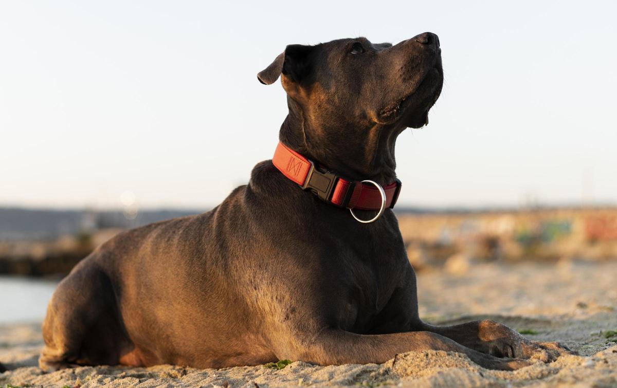Este es el collar rastreador GPS más recomendado para que tu perro esté seguro