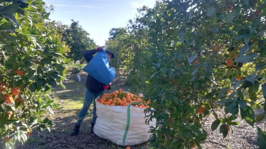 Ligera mejoría en la producción de variedades tempranas de naranja