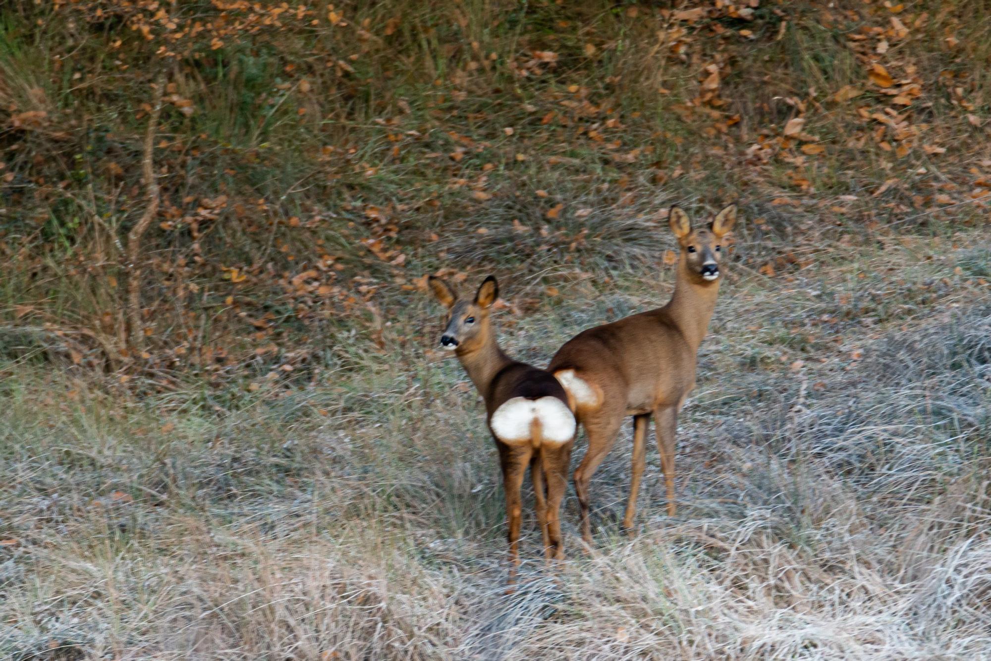 Cabirols al costat de la riera de Merola