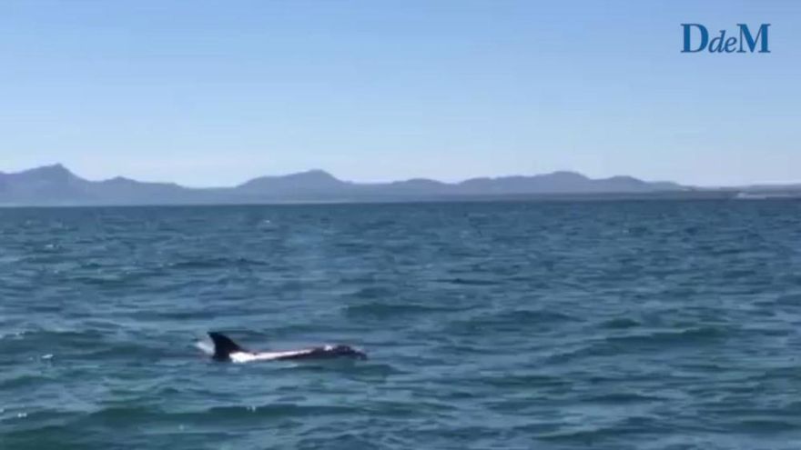 Delfin vor Port d'Alcúdia gefilmt