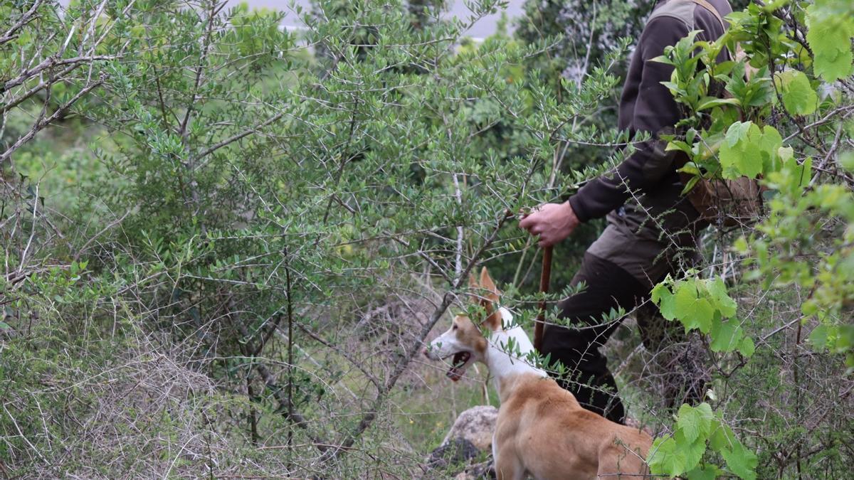 La jornada se centra en aprender el tiro con arco, descubrir la cetrería y poder volar aves rapaces.