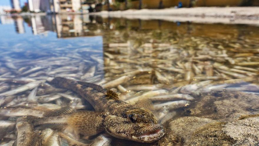 El Mar Menor atraviesa una crisis peor que la de 2019