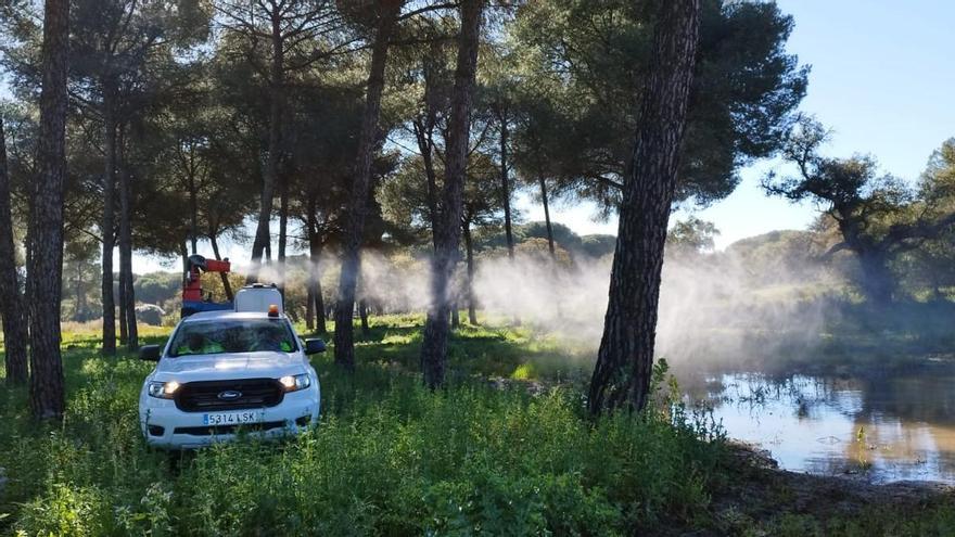 Sevilla amplía su dispositivo contra el Virus del Nilo: más controles y actuación rápida en municipios en riesgo