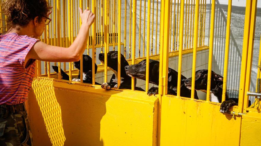 La adopción de animales en la perrera municipal de Badajoz será gratuita