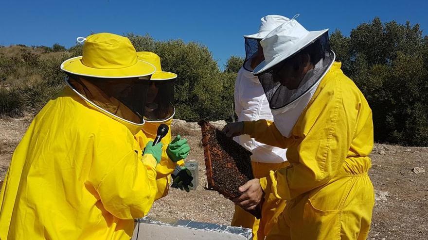 Málaga instalará colmenas urbanas de abejas en 2021