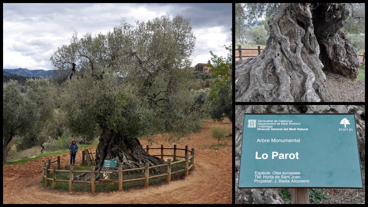 L’olivera ’Lo Parot, a Horta de Sant Joan.