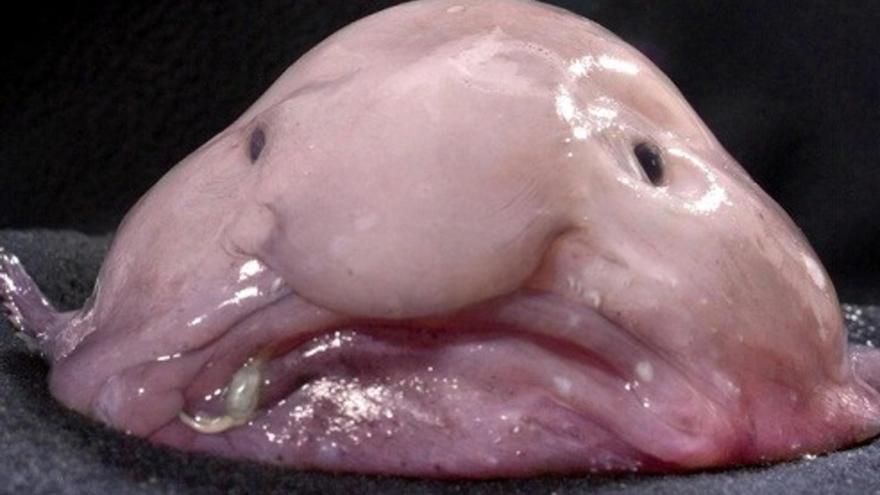 El animal más feo del mundo: ¿Por qué el pez borrón es en realidad un prodigio de la naturaleza?