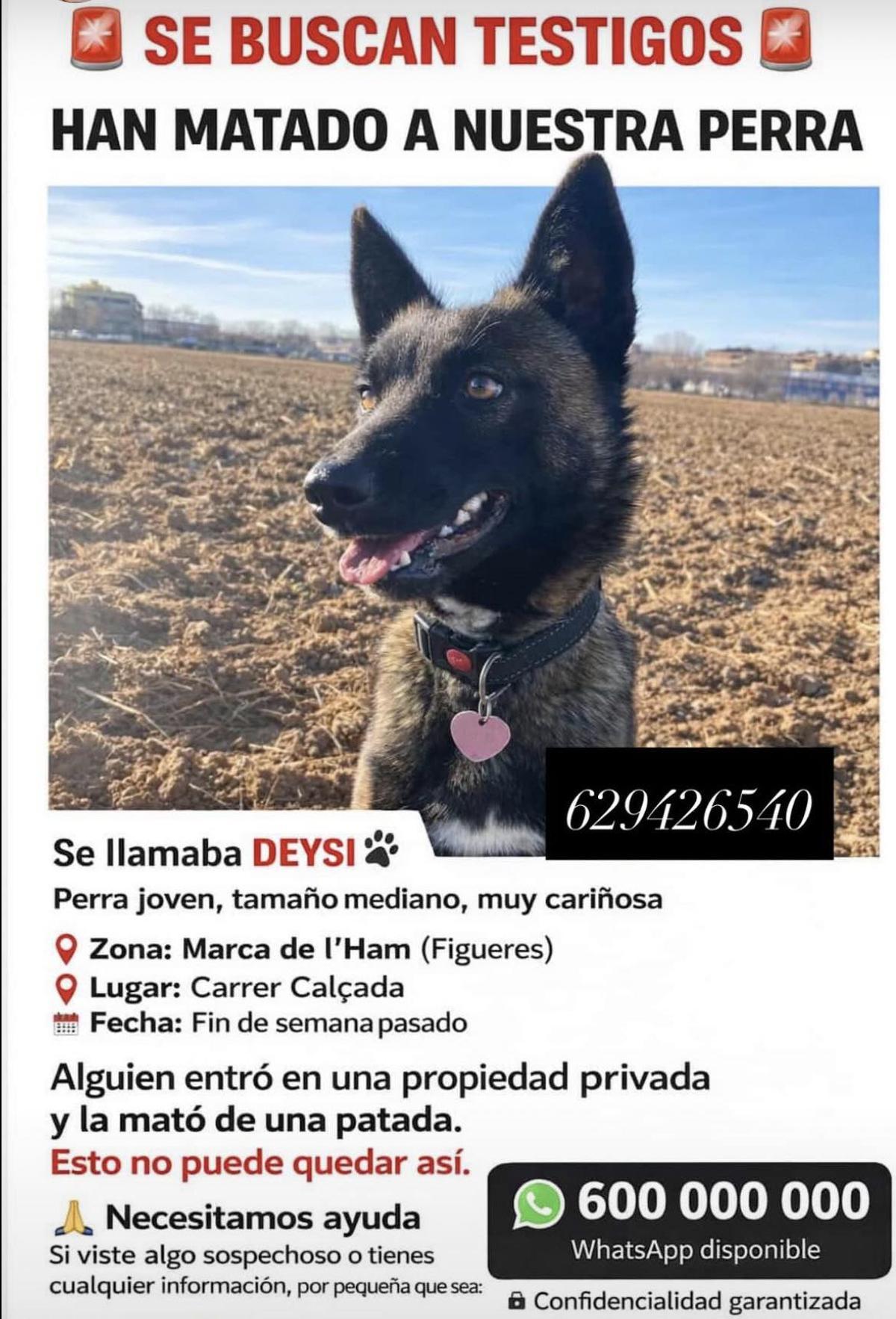 El cartell difós pels propietaris de la gossa Daisy.