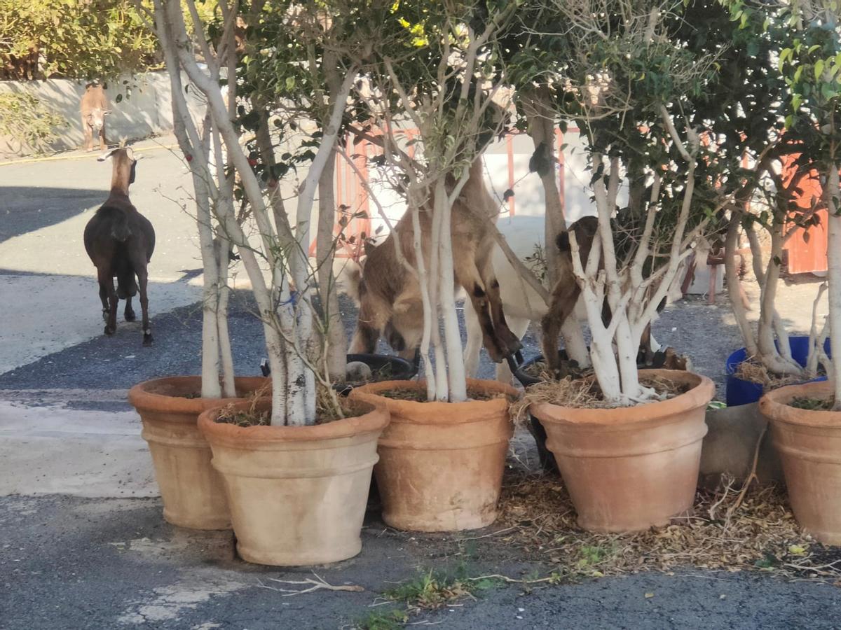 Cabras futboleras