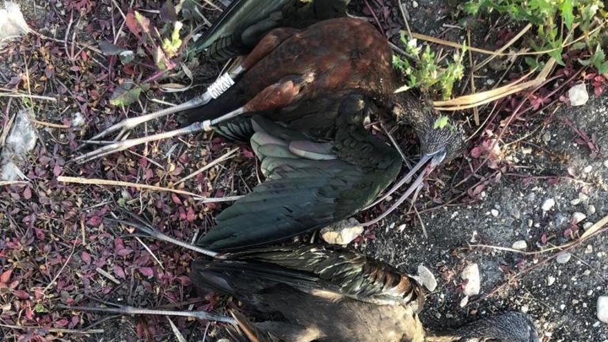 Abaten con munición de plomo aves protegidas en el Marjal de Pego-Oliva