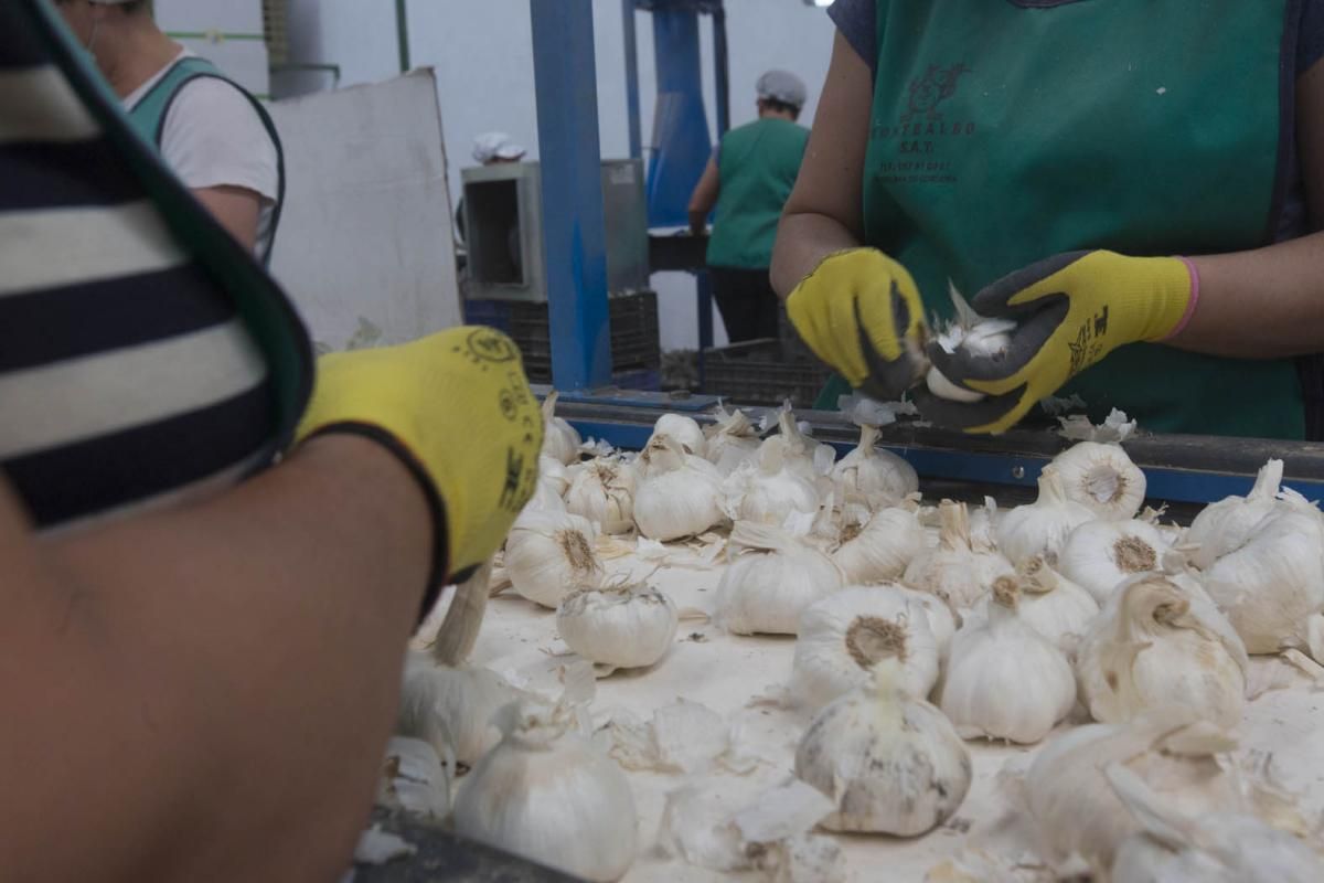 Fotogalería / De la tierra a la mesa; el ajo cordobés