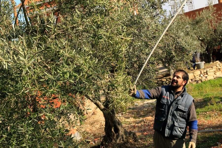 Recogida de aceituna en Fermoselle