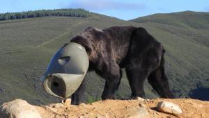 Salvan la vida a un oso pardo con la cabeza atrapada en un bidón de plástico en León