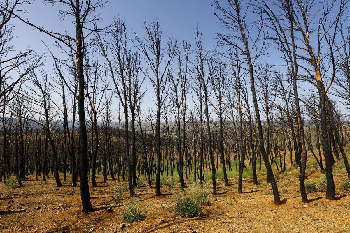 En imágenes | Así está Ateca un año después del incendio forestal que afectó a 14.000 hectáreas En imágenes | Así está Ateca un año después del incendio forestal que afectó a 14.000 hectáreas