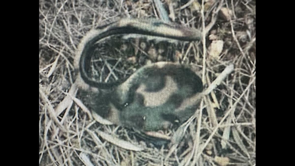 En 2014, la Guardia Civil encontró las orejeras de Tidiany Coulibaly en la finca 'La Moratilla', a pesar de que el jornalero no trabajó nunca allí.