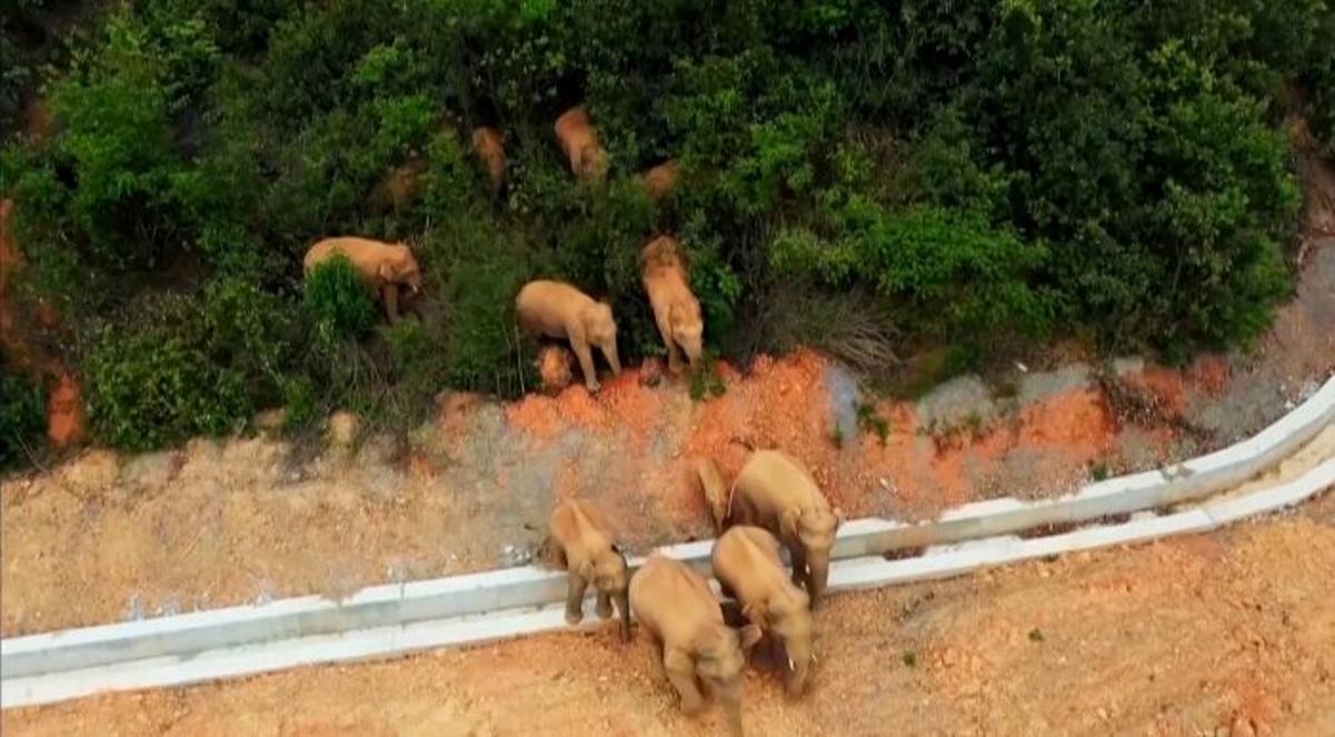 Continúa el misterioso viaje de una manada de elefantes a través de China