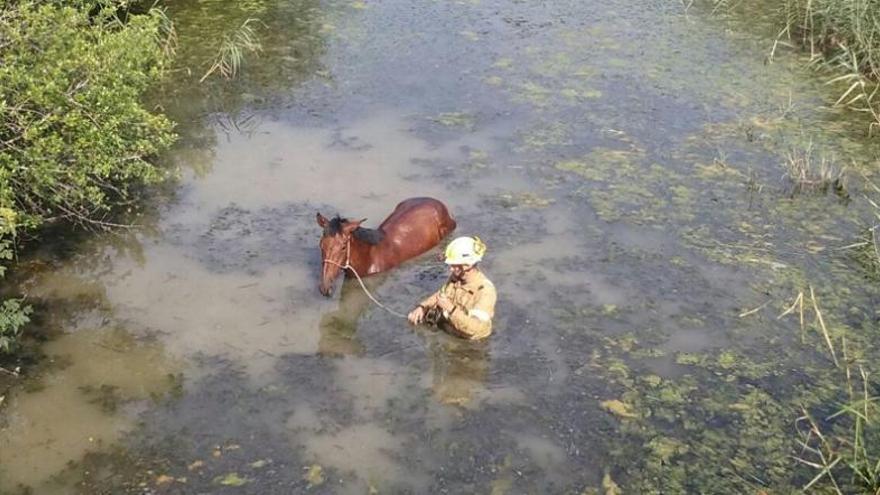 El bomber rescatant l&#039;animal de l&#039;aigua