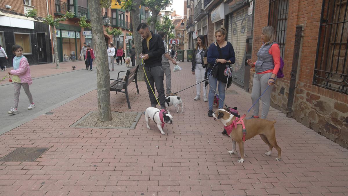Un usuario se dispone a recoger las deposiciones de su perro en la calle de la Mota durante una marcha canina de la protectora de animales.